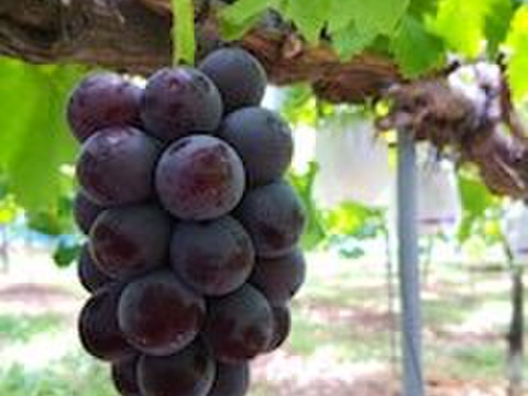 【ご家庭用3～4房】ぶどう食べ比べセット（品種おまかせ／約1.3kg）