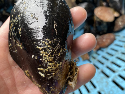 漁師が密かに食べている二枚貝のセット（アカザラ貝1kg,ムール貝1kg）