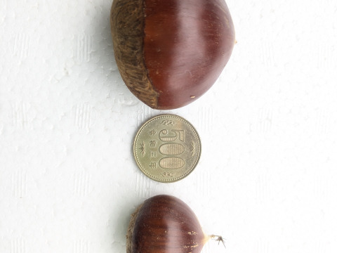 【笠間の栗】渋皮煮に最適！筑波4L(1kg)　温湯殺虫済