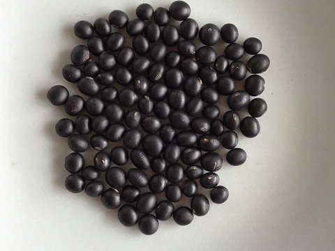 自然農で作った令和7年産　黒千石大豆　500g