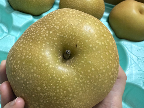 豊水 家庭用10㎏特大22玉：長野県産の豊水｜食べチョク｜産地直送(産直