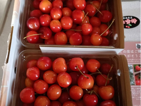 【常温便】朝どりさくらんぼを直送！M～２Lサイズ1kg(500gﾊﾟｯｸ×2）ご自宅用（佐藤錦または紅秀峰）