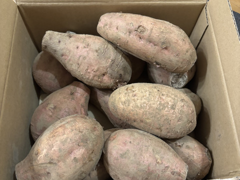 中園ファームの熟成安納芋（生芋）　Mサイズ　２キロ