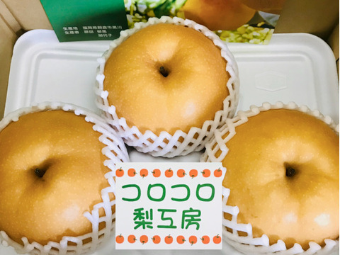 味に自信あり‼️【大きさにも美味しさにびっくり‼️】新高梨贈答用2.0kg以上(特大2-3個入)✨樹上完熟なので、甘くてとってもフルーティー✨️お届け後の日持ちを良くする為クール便で発送🚚