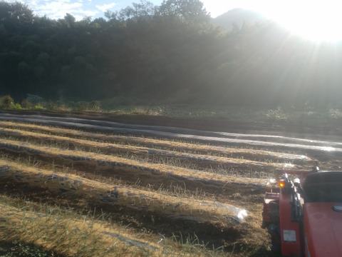 【農薬・化学肥料不使用】トロあま！極早生の赤土新玉ねぎM〜Lサイズ2.5kg