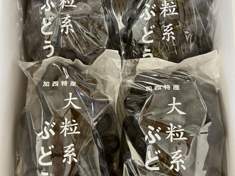 【訳あり】色づき浅めですが濃厚な甘み！加西ゴールデンベリーA【2kg】