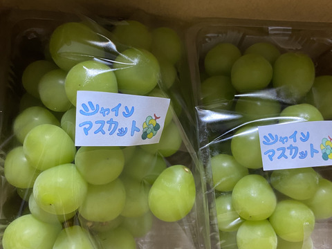 毎年大人気のご家庭用・山梨県産シャインマスカット1㎏