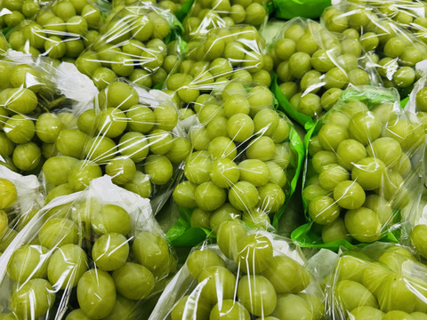 【今季最後のシャイン】高糖度ご家庭用 完熟シャインマスカット　詰め合わせパック(合計約1.6kg)