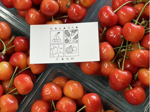 やまがた紅王🍒さくらんぼ新品種！パックバラ500g2Lサイズ