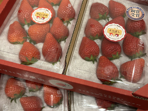 4パック｜贅沢いちごの食べ比べ！やよいひめ×2・よつぼし×2 合計1kg！