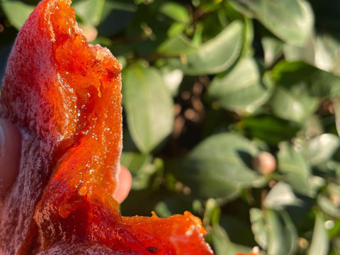 【福袋】桃ジュース1本＋ころ柿（干し柿）Sサイズ10個＋ドライフルーツMIX1袋