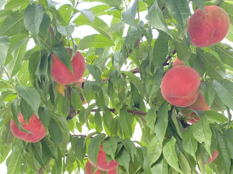 🍑あかつき🍑3キロ箱(8玉〜12玉)化粧箱