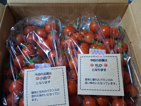 【11月発送】笑顔引き出す！みにとまとの食べ比べ 1.5kg
