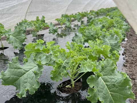 【カーリーケール＋花ズッキーニ】