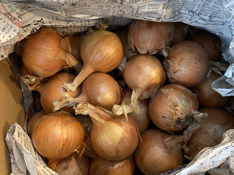 5kg【固定種の旨み玉ねぎ】農薬不使用🧅野菜　自然の甘味！