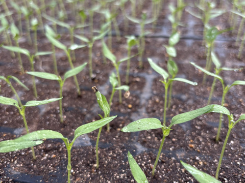 信州の伝統野菜！『鈴ヶ沢南蛮』一味唐辛子