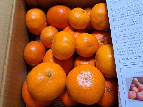 こだわり厳選柑橘の３品種食べ比べ！ご家庭用お試し品２kｇ入【商品番号1101】