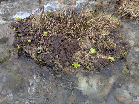 【予約開始】秋田県産天然ふきのとう300グラム