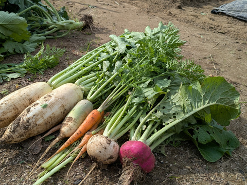 【お買い得☆旬の野菜セット（10品〜13品目）】新鮮お野菜🌿🫛🧅農薬、除草剤、化学肥料等、一切不使用☆ゆうパック🏣80サイズにたっぷりお入れいたします☆