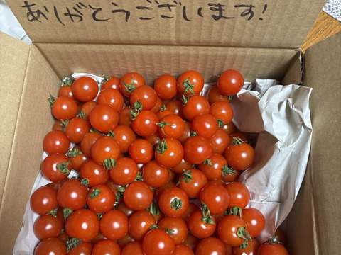 手が止まらない！超濃厚ミニトマト☆子供のおやつに大人気☆　家庭用　薄皮プチトマト　鮮度抜群　農家直送　1kgより少ない900g　甘いより旨い　出汁推し実