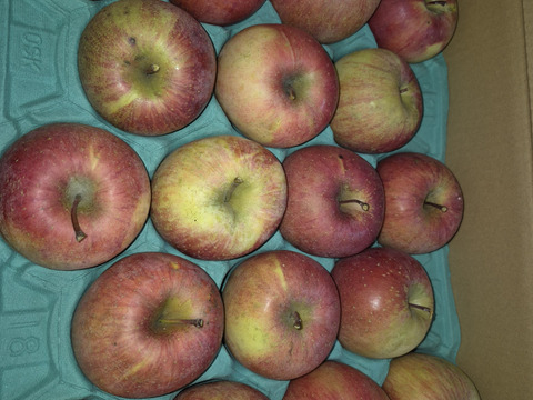 【家庭用小玉】サンふじ 約10kg 36-56玉 お得な大容量サイズ！りんごは日持ちするからまとめ買いがお得 超定番のりんごの王様 1月発送 長野県産#NAF0B100