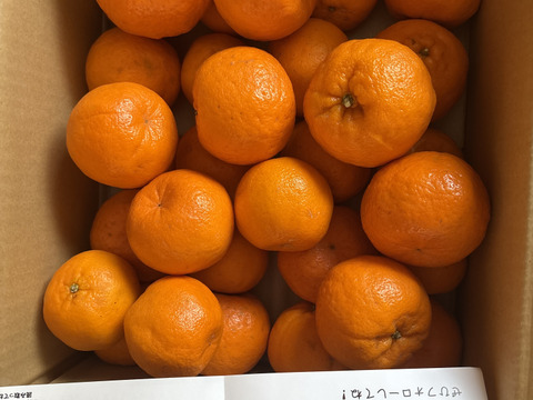 【濃厚な甘い香りとコク】ポンカン（５㎏・ご家庭用）※１月下旬発送