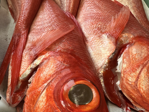 【獲れたら発送】魚介類鮮魚BOX