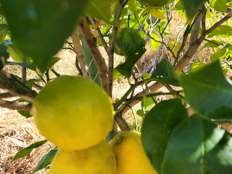 種なしレモン娘(種が数粒混じる事あり。5個)