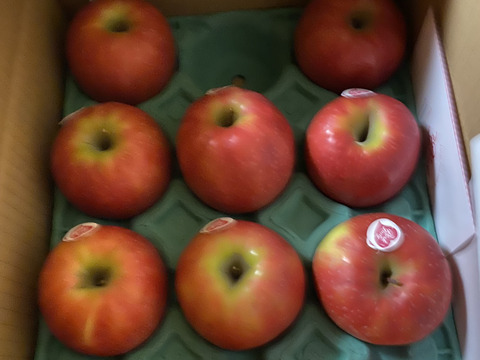年内発送します🍎 ピンクレディ®︎3キロ箱  長野県 信州 安曇野 リンゴ 幻 幻のリンゴ 予約 希少 旬 6玉〜16玉サイズ 商品ID42100 ピンクレディー