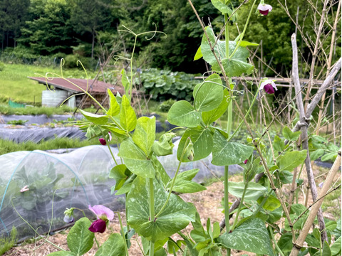 山のミネラルたっぷり！ソノちゃんのこだわり野菜セット7〜9種