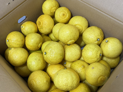 そらはるか【天空のはるか】愛媛産はるか 訳あり 7kg