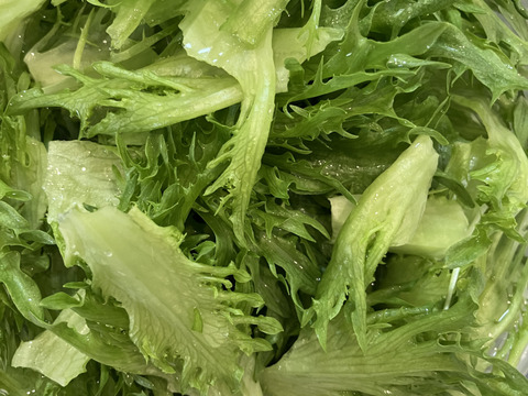 パリッとみずみずしい！人気の２種のレタス（２種類×３玉）（約2.4kg）