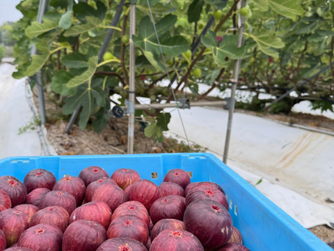 いちじく【ゆりかーご】１２玉