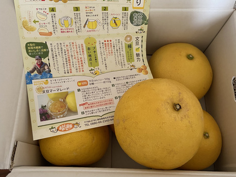 【家庭用3kg】濃厚ジューシー！潮風を浴びた南国高知県育ちの土佐文旦　柑橘みかん　オレンジ