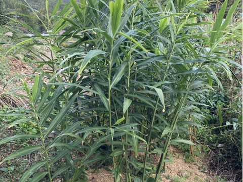 【高知県産】新生姜　1㎏【2025年10月】＃栽培期間中農薬・化学肥料不使用