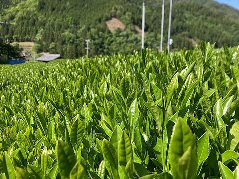 渋み控えめ　白川茶　つゆひかり　ティーバッグ　４ｇ×１５個