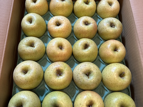 青森県産りんご「王林」家庭用 キズ有 約5kg【甘い・光センサー選果】