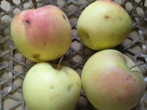 りんご　ぐんま名月　約６８％　農薬カット　23個くらい　小玉多め　キズ等、黒点、虫食い混じり多め