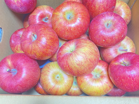山形県産　サンふじ🍎加工用　１０キロ❗️