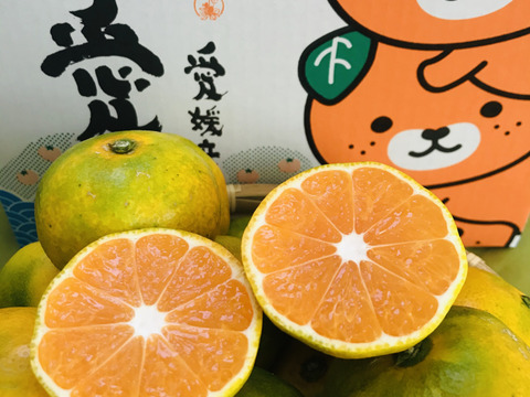 昔懐かしいみかん【極早生みかん】柑橘シーズン最初の品種!ご家庭用（6kg）