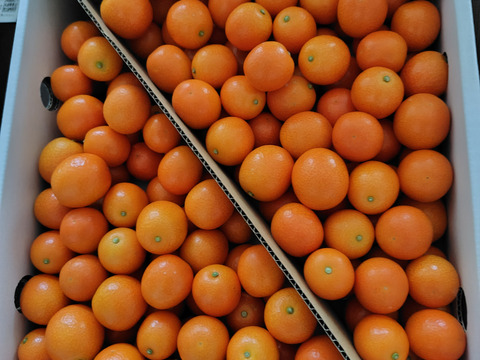 そのまま ”ガブッ” と丸かじり・・フルーツ金柑（3㎏）1月中旬にもなると糖度は18度超え！！