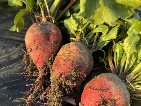 農薬不使用！『ゴルゴビーツ』2個セット