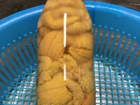 北三陸たのはた産　塩水ウニ 150g