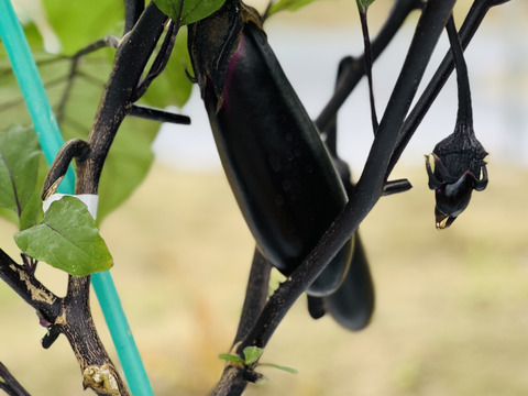 朝採り！千両茄子。（⒈3キロ・14本前後・ご家庭）