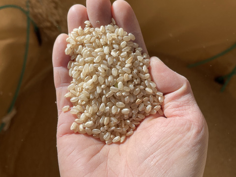 今や幻のお米！？自然栽培の旭米（30kg）玄米　自然米