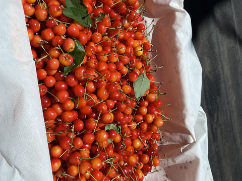 ★今シーズンラスト販売★朝どり★甘いパリパリ★大粒さくらんぼ★贈答規格★紅秀峰　2L　500g★贈り物にも！