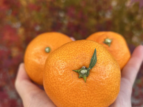 限定♪【柑橘食べ比べ🍊】〔 訳アリ 小玉SS～Ｍ〕味が濃い！瀬戸内育ち 石地みかん４㎏ / オレンジ香るブランド柑橘 はれひめ３㎏： 計７kg🍊離島より直送します！