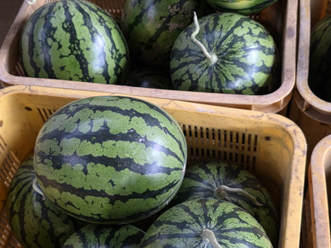 三浦スイカ【ぷちっと】サクサク甘い！!北海道へはこちら