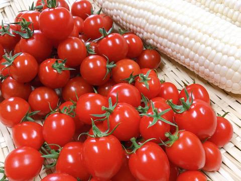 【完売御礼】【限定100セット】愛されトマトのフルコース便🍅（食べチョク公式）