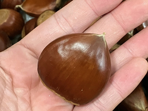 低温熟成・無燻蒸 サイズバラ栗 (１㎏)